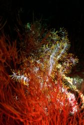 Crinoid; Walindi; West New Britain, PNG by Rick Tegeler 